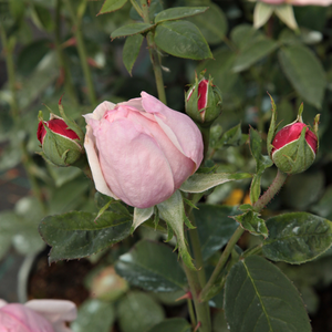 De vorm van de roos is als een losse rozet.